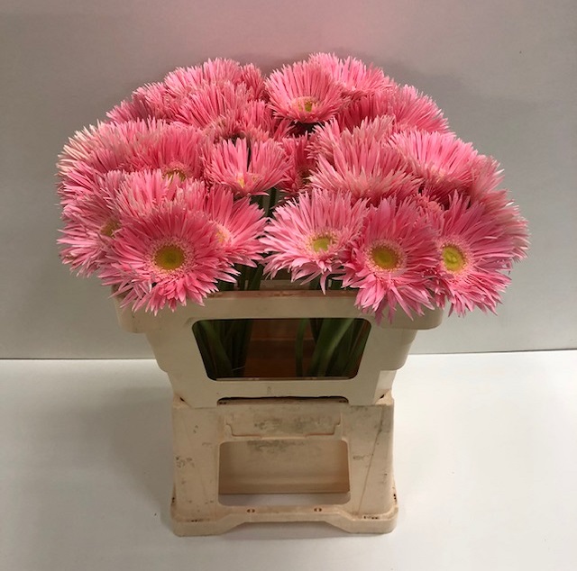 Gerbera gerspider big emotion.jpg